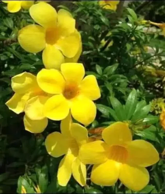 مشاتل السنابل