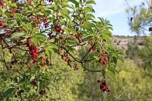 جرش العقاريه