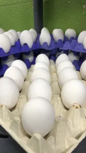 مركز الاهلية لتوزيع و بيع البيض الحليب