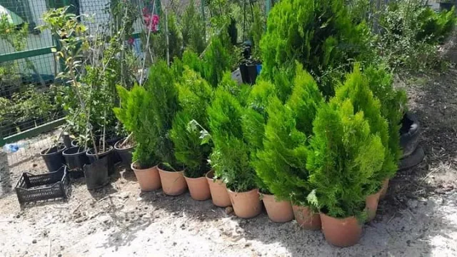 مشاتل السنابل