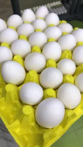 مركز الاهلية لتوزيع و بيع البيض الحليب