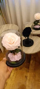 Forever rose Jo