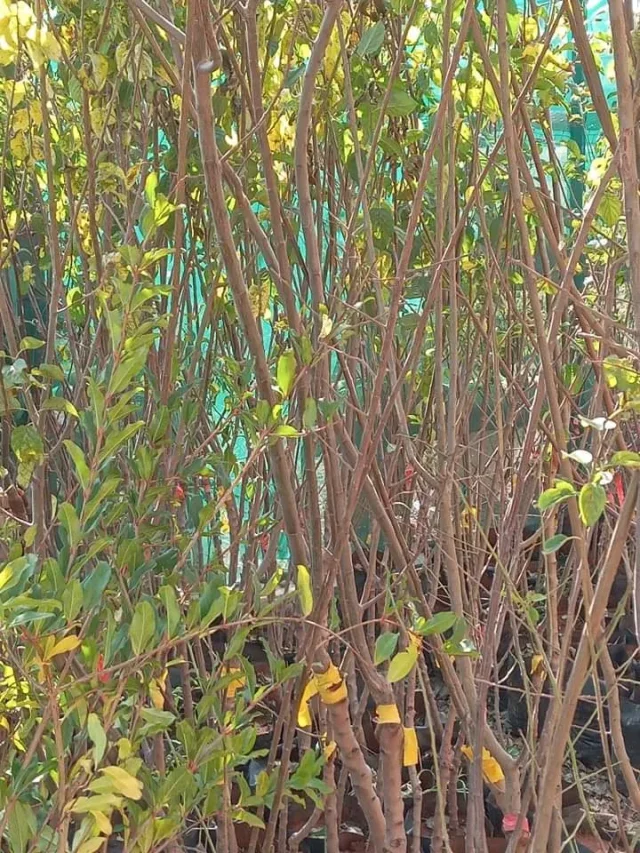 مشاتل السنابل