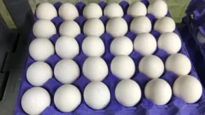 مركز الاهلية لتوزيع و بيع البيض الحليب