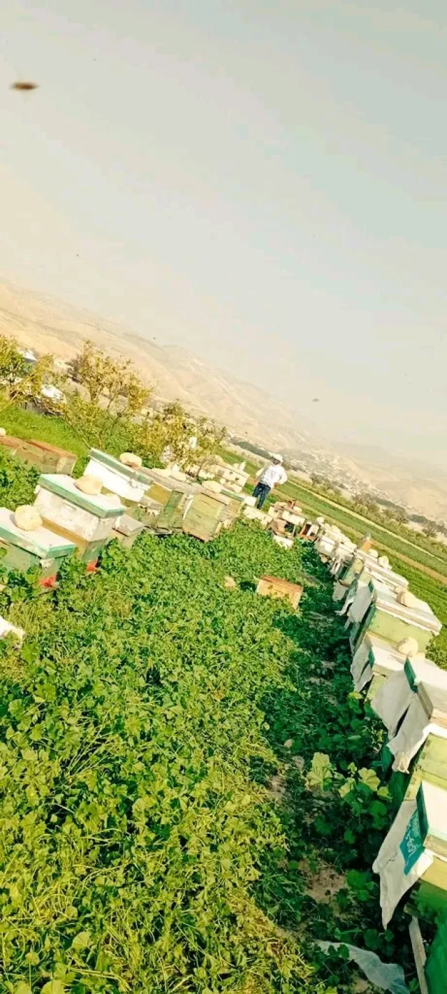مناحل المسك للعسل الطبيعي