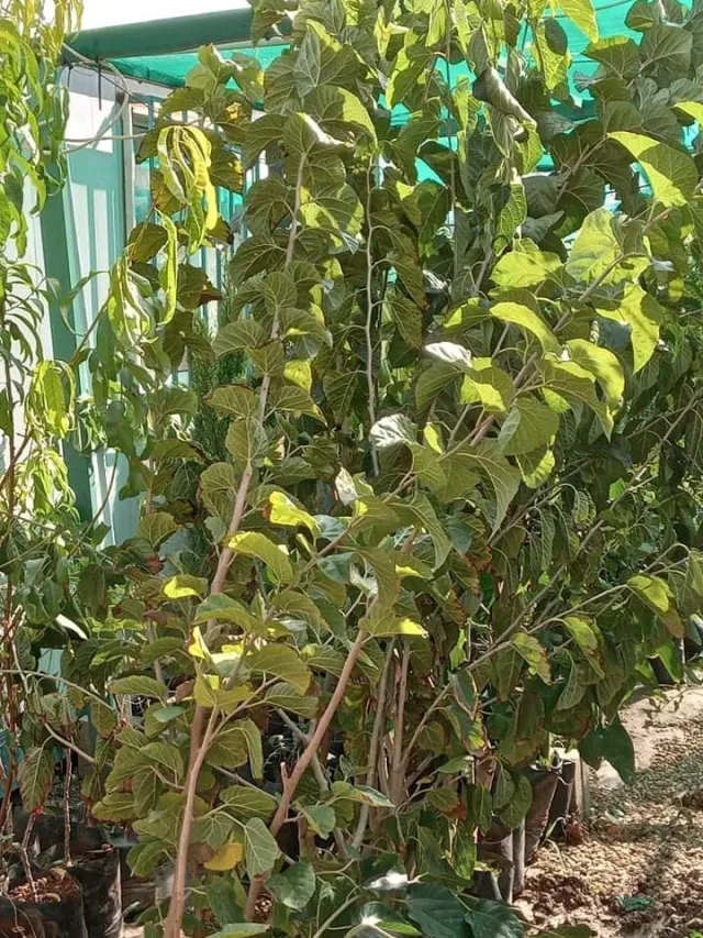 مشاتل السنابل