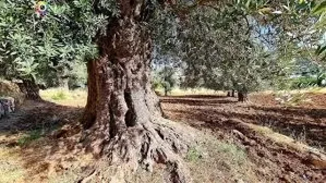 kroom ajloun