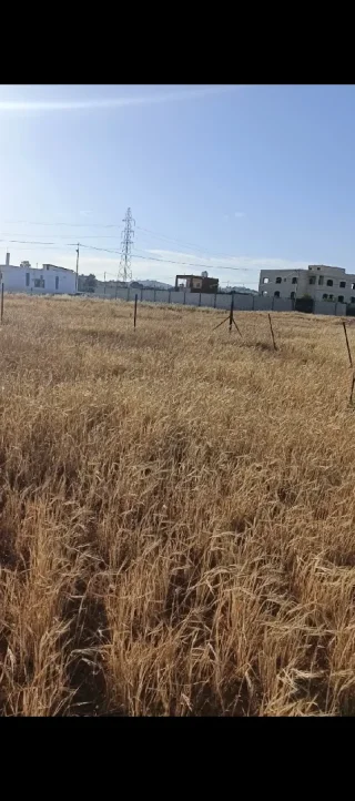 ارض زراعية في بلعما