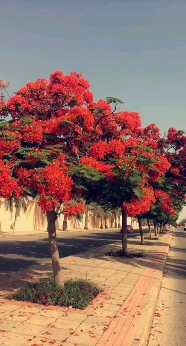 مشاتل السنابل
