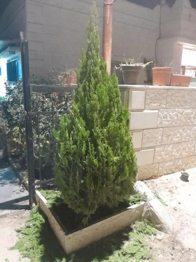 مشاتل السنابل