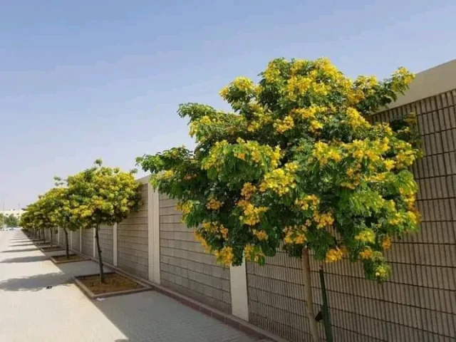 مشاتل السنابل