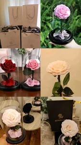 Forever rose Jo