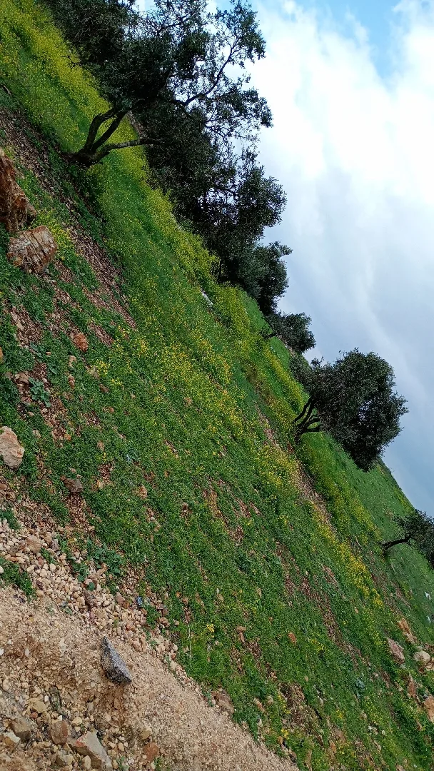 ارض للبيع مشترك