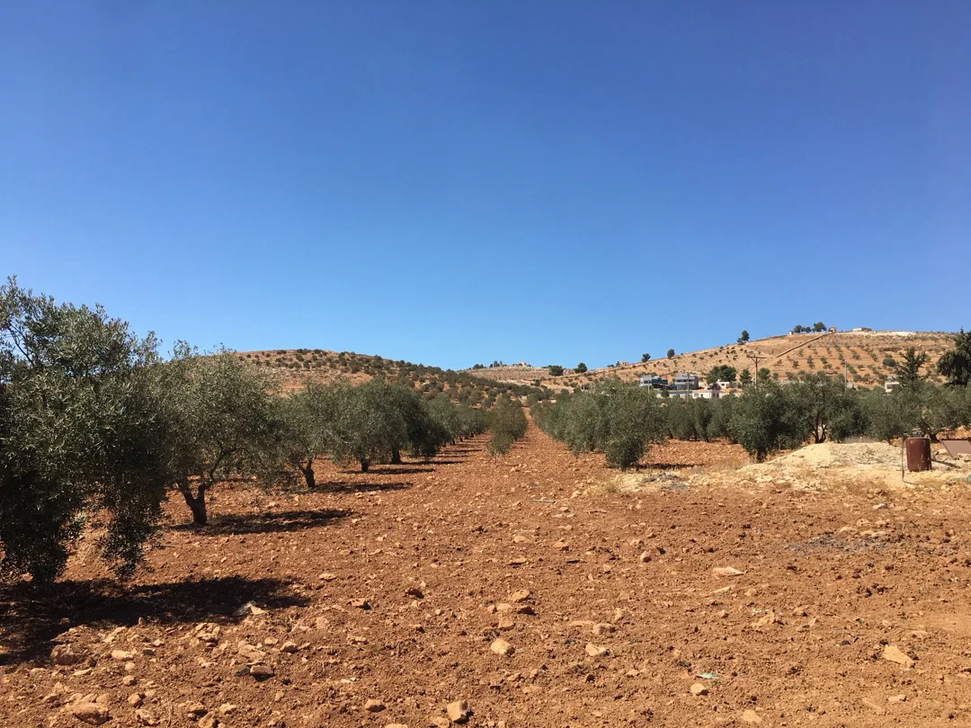 قطع أراضي مميزة للبيع على طريق المفرق-جرش بالقرب من حمامة تصلح للسكن والزراعة وا