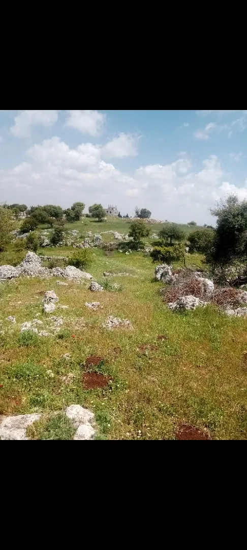 دونمين ارض للبيع في عجلون