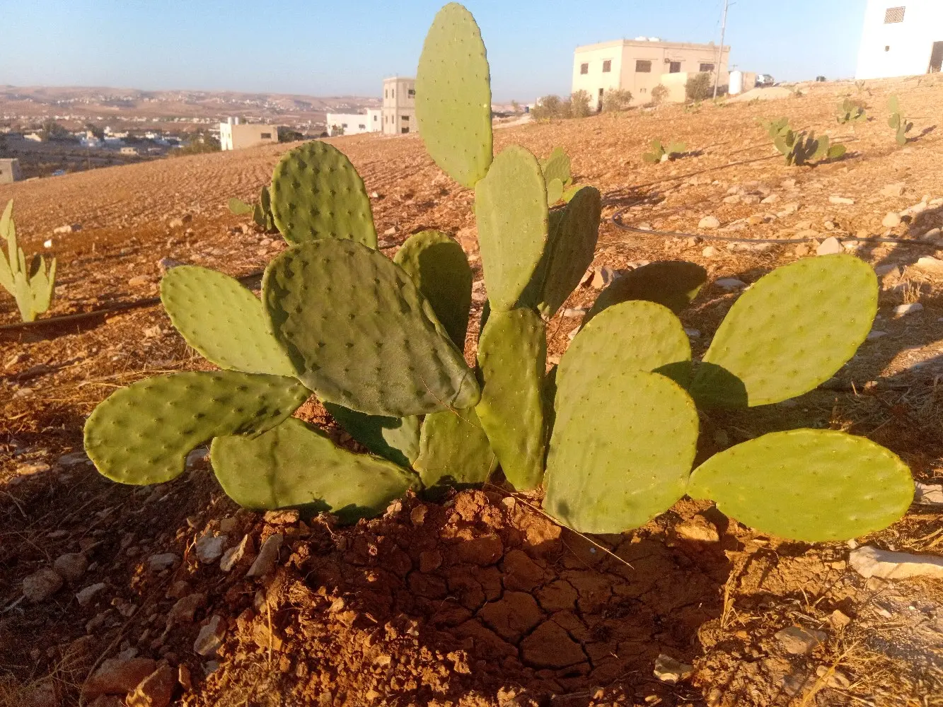 ارض للبيع في بلعما الزيتونة