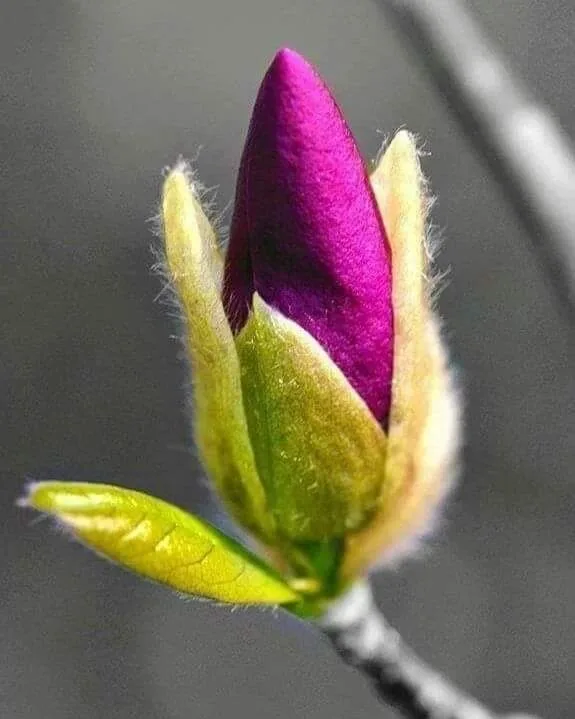 غسيل سجاد وحرامات ومنازل