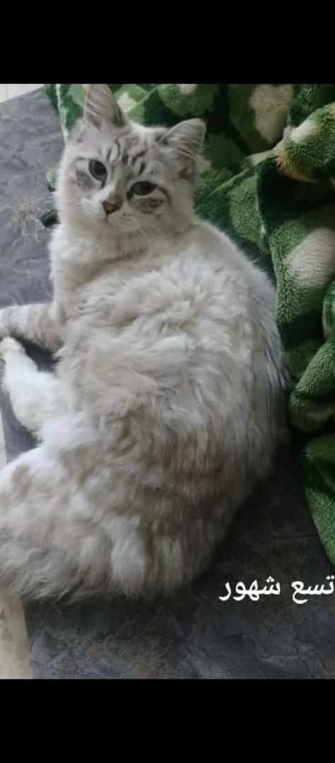 للتبني