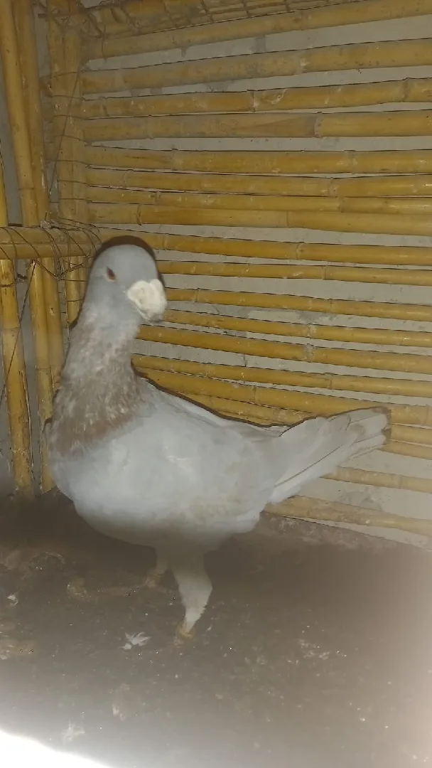 فحل هومر