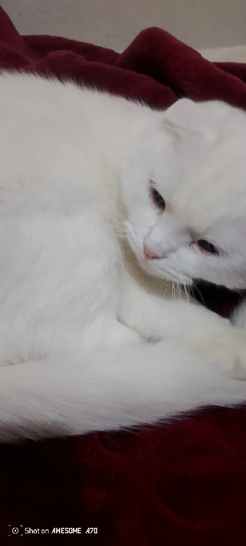 Scottish Fold 🐱