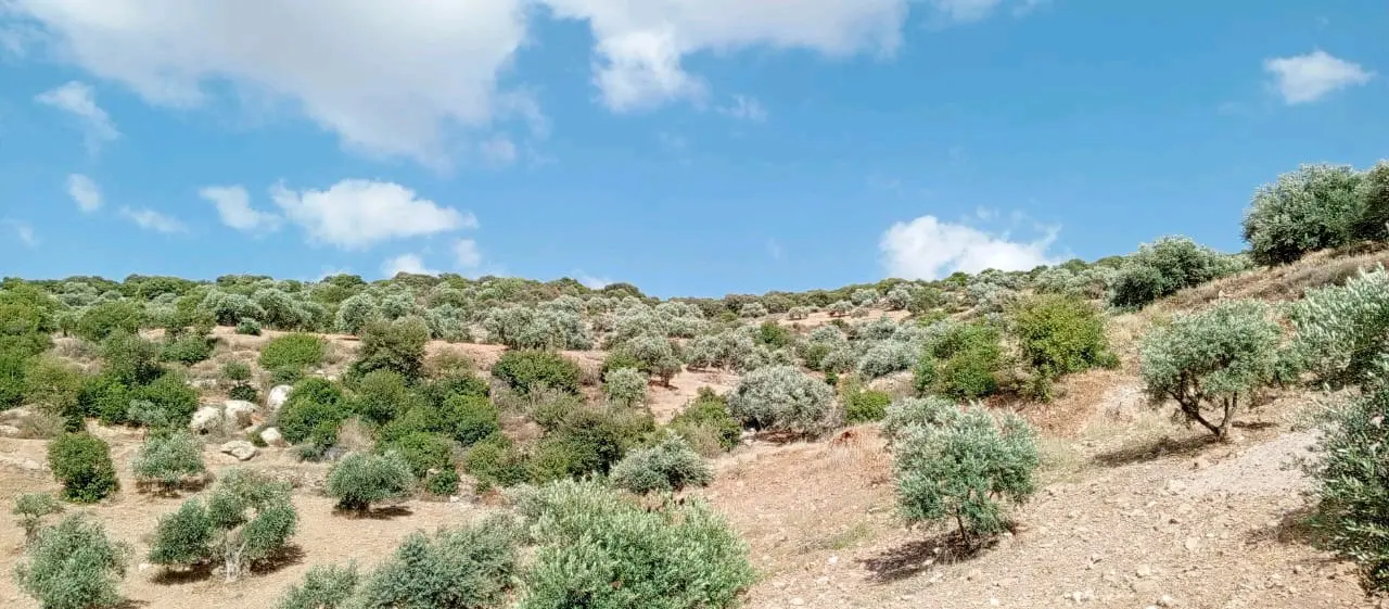 ارض بالسلط - قرية علان