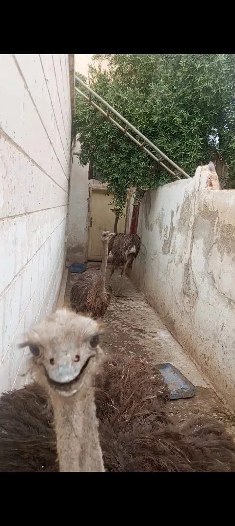 عبد الكريم