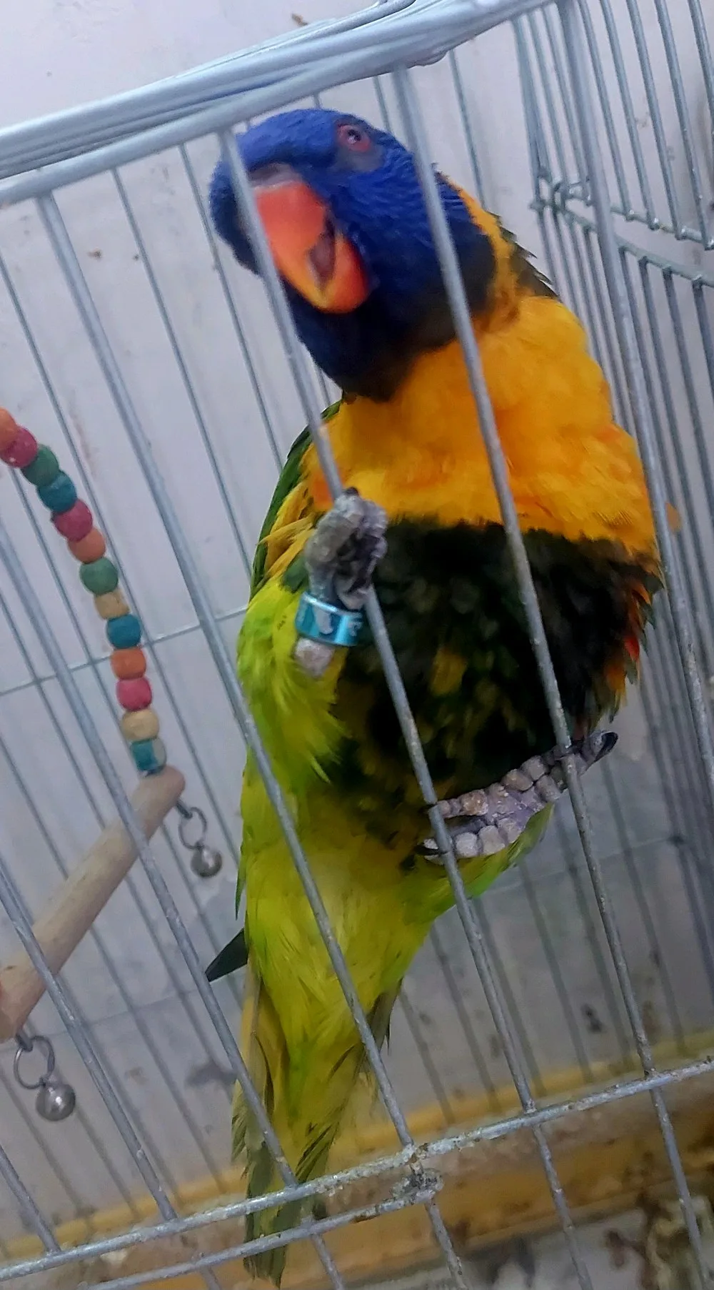 لوري