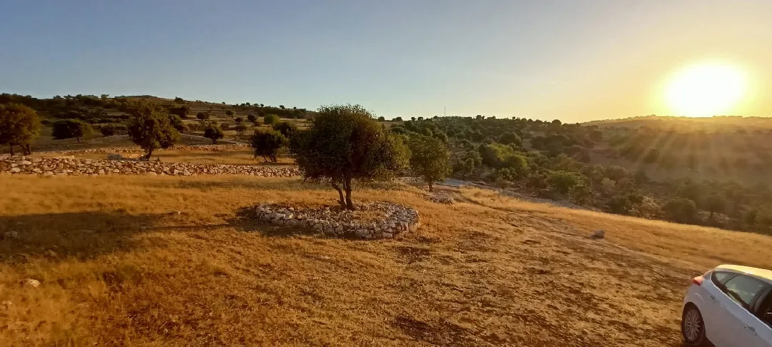 عجلون – سامتا – حوض خلايل أبو حصين - شرق جامعة عجلون الوطنية