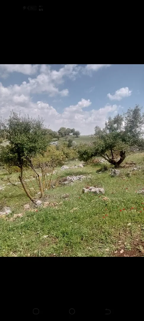 دونمين ارض للبيع في عجلون