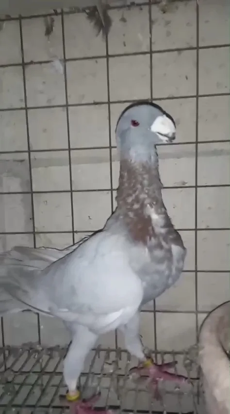فحل هومر