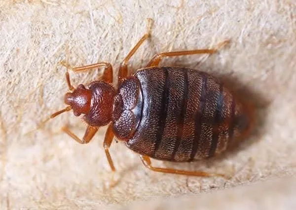 ي حشرة الفراش.  #البق أو كما تسمي (حشرة البق)