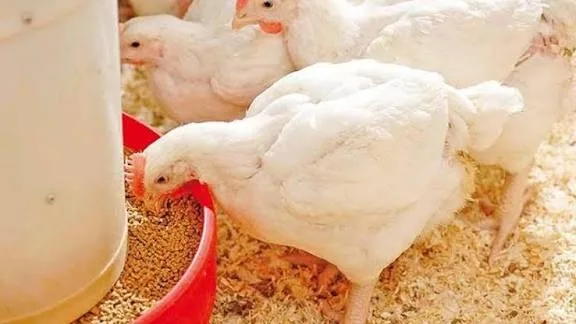 مطلوب شريك ممول لمشروع ناجح ومربح بمبلغ الف دينار