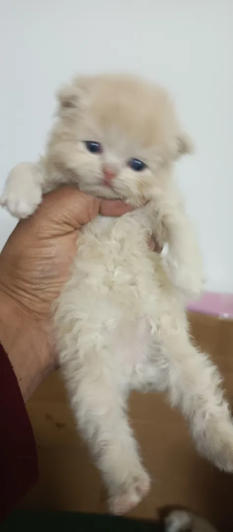 للبيع اجمل انواع القطط