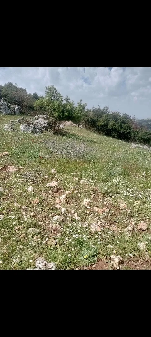 دونمين ارض للبيع في عجلون