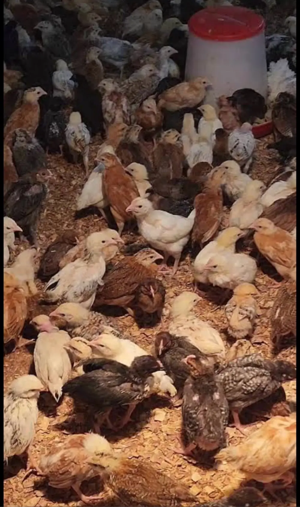 صوص بلدي