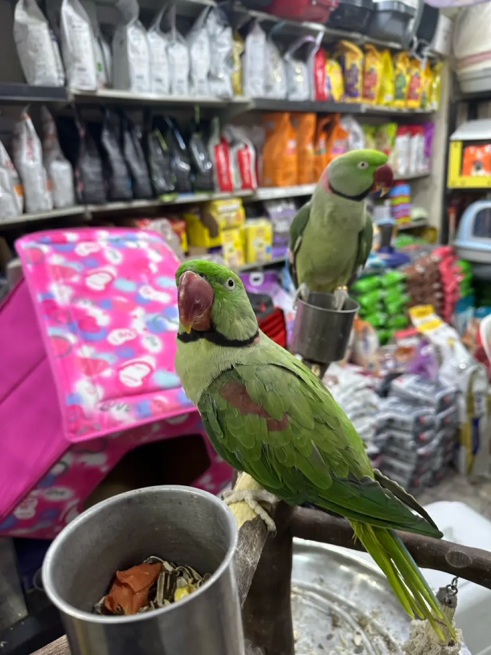 ببغاء