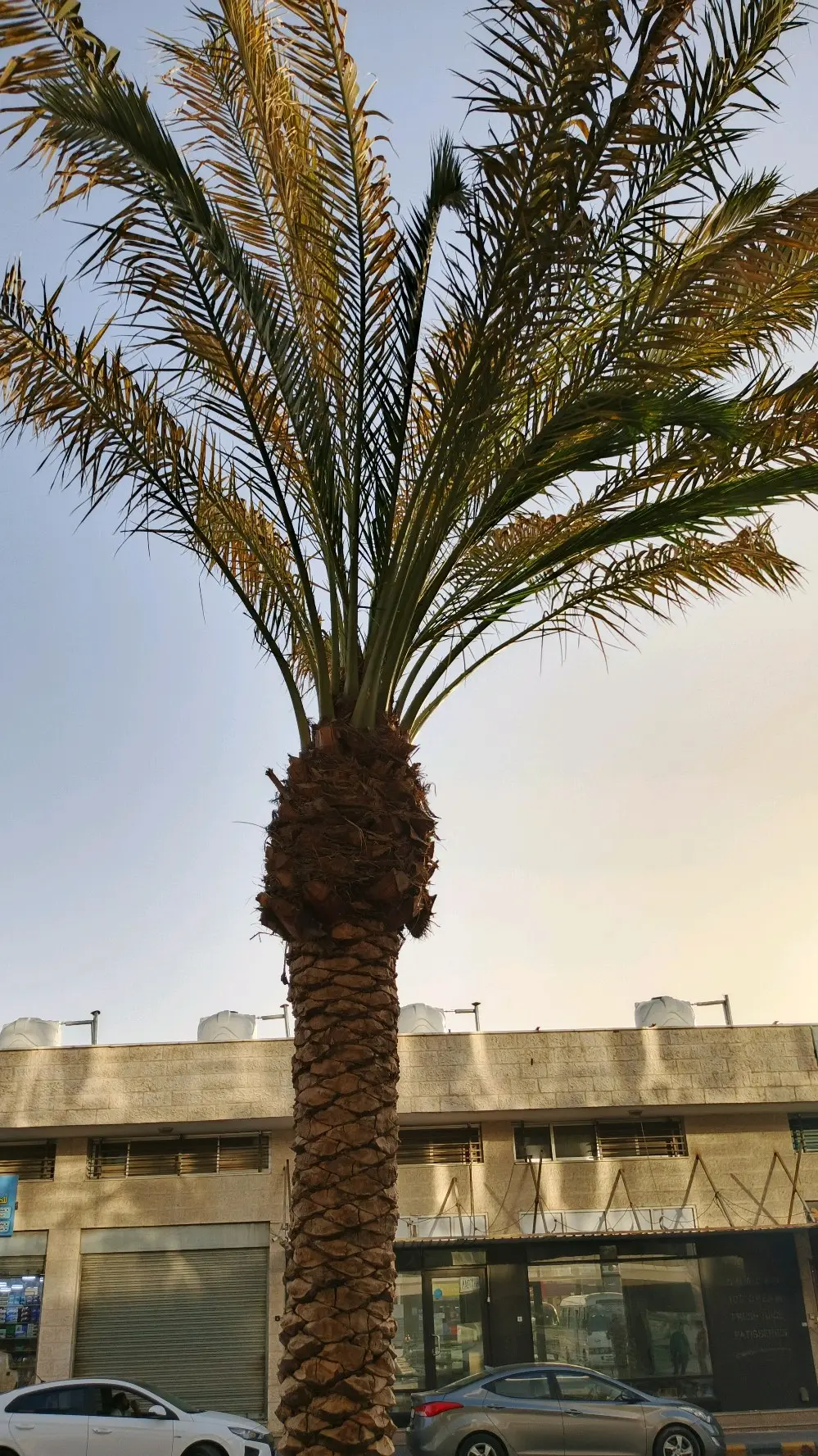 خدمات تنسيق وصيانة الحدائق