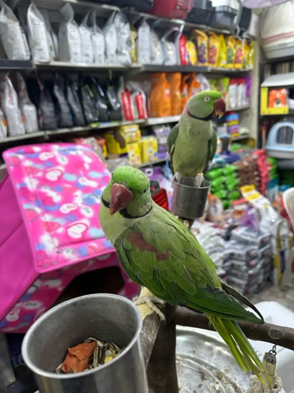 ببغاء