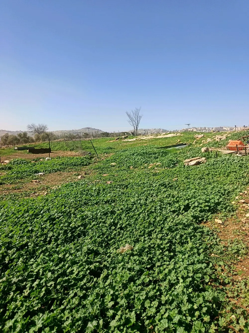 ارض سكن اخضر للبيع السلط نقب الدبور