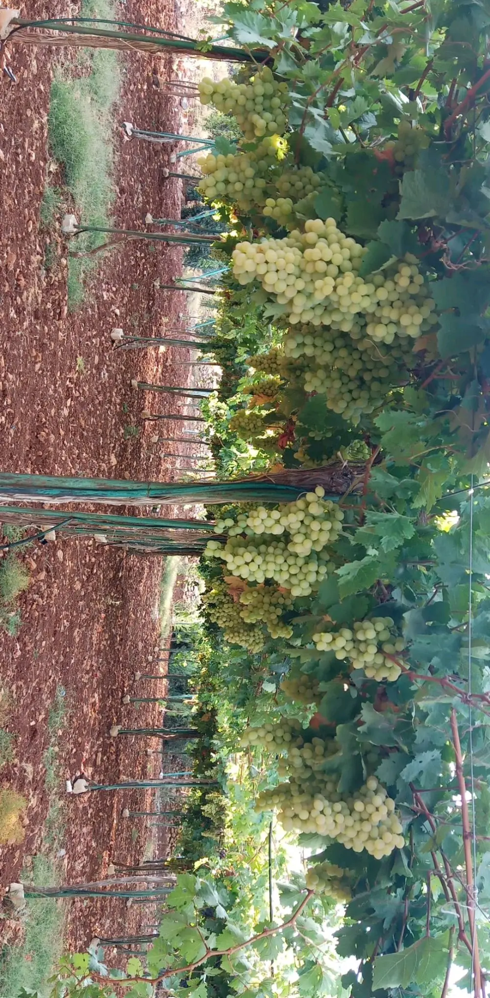 ارض مميزه للبيع في عجلون