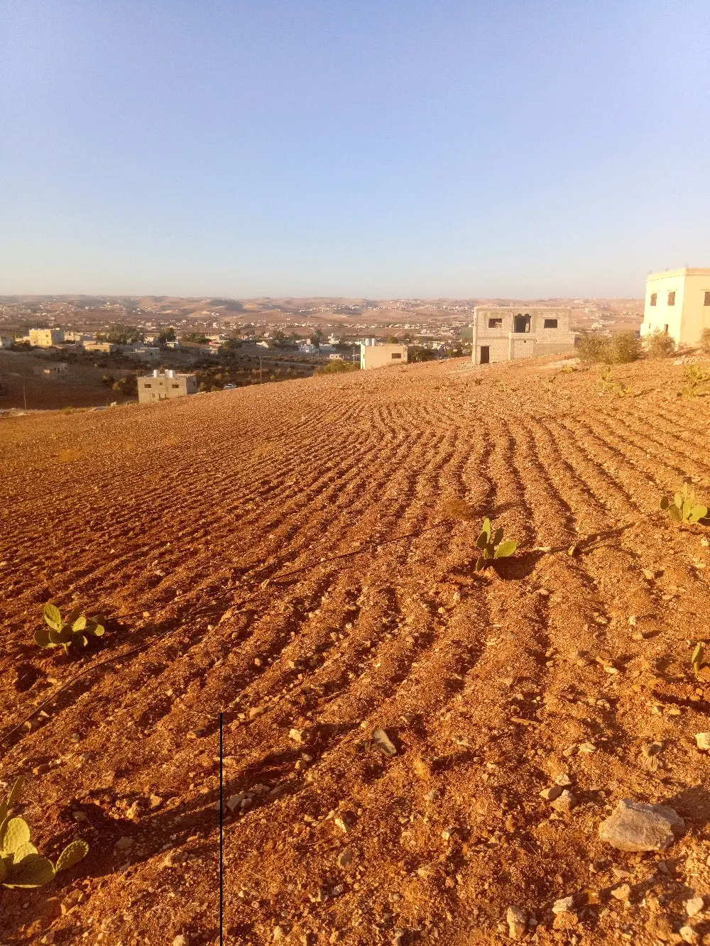 ارض للبيع في بلعما الزيتونة