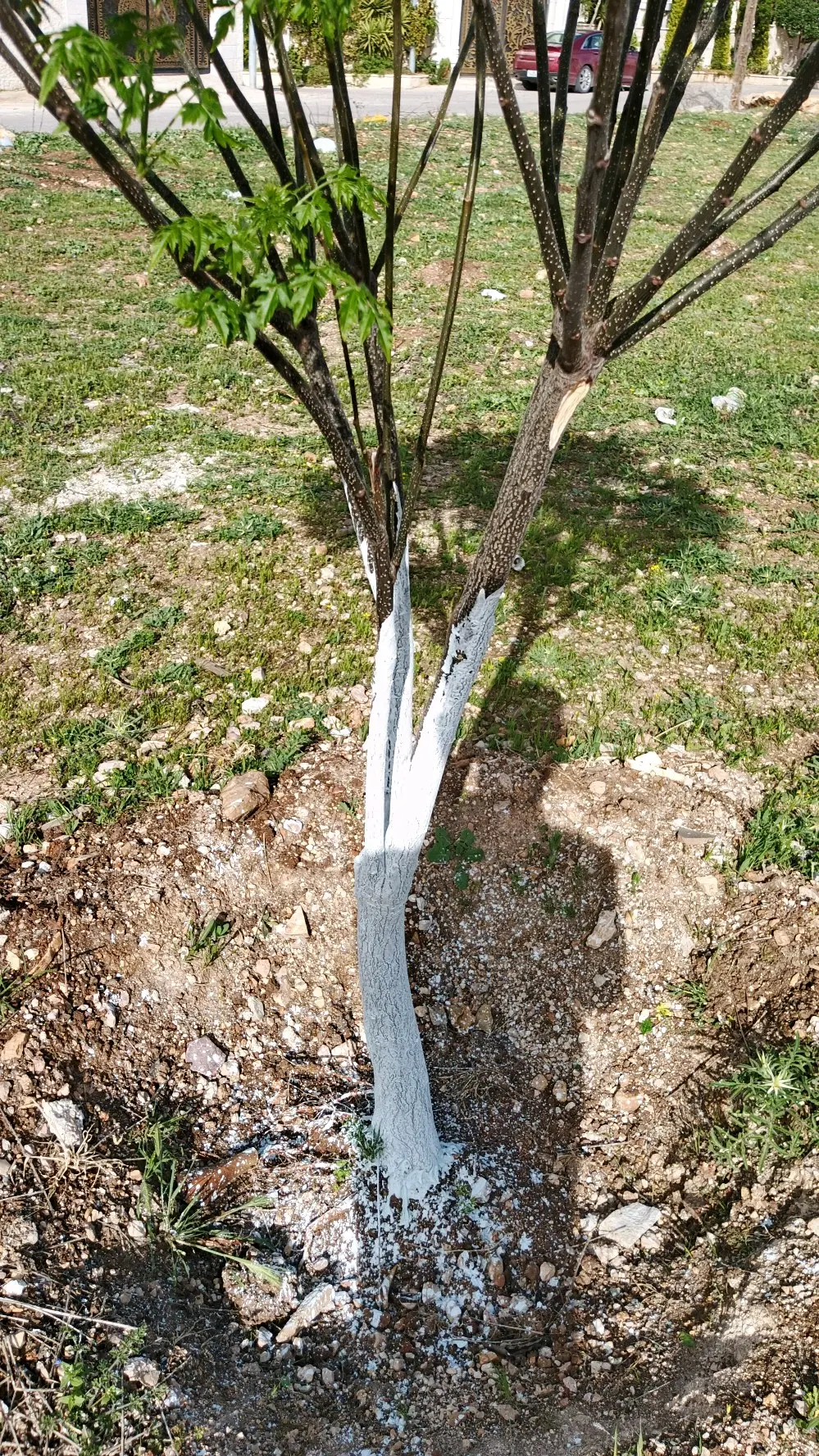 خدمات تنسيق وصيانة الحدائق