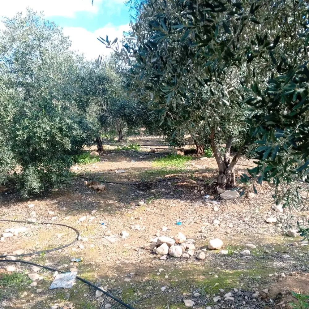 ارض للبيع في منطقه القنيه