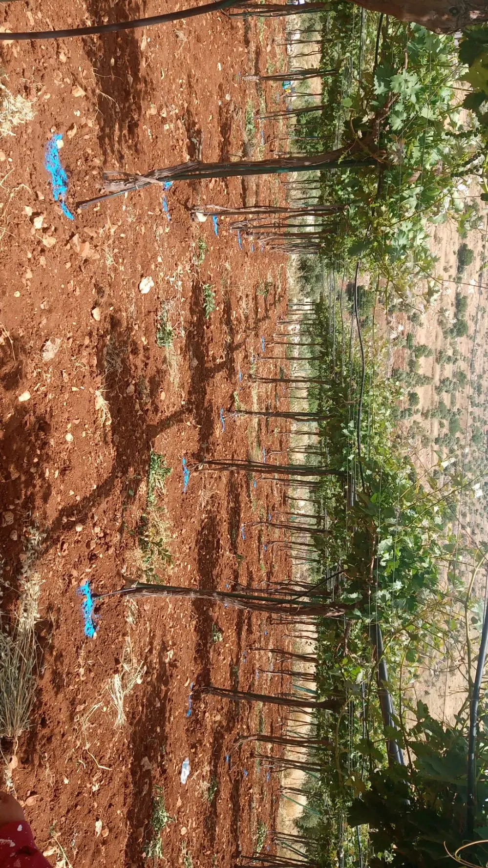 ارض مميزه للبيع في عجلون