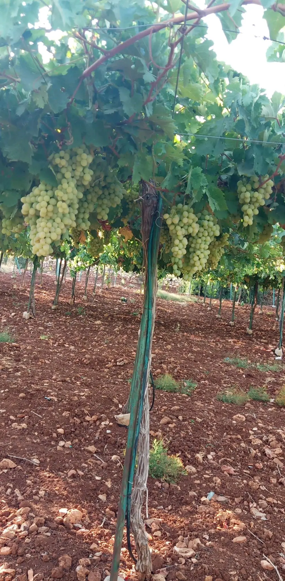 ارض مميزه للبيع في عجلون