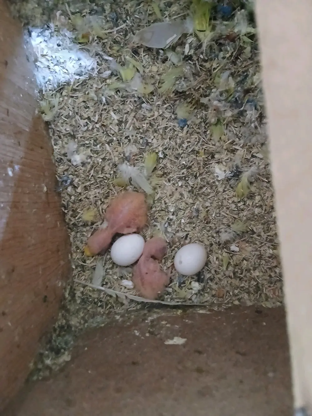 ببغاء روز