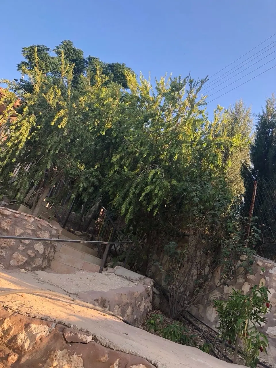 مزرعه مع فيلا ومسبح في العالوك للبيع