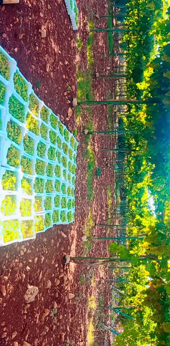 ارض مميزه للبيع في عجلون