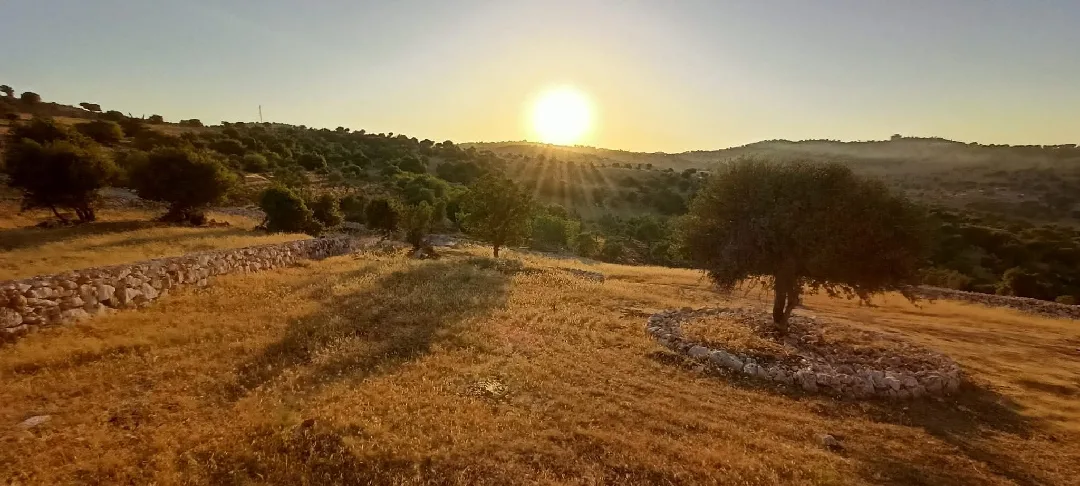 عجلون – سامتا – حوض خلايل أبو حصين - شرق جامعة عجلون الوطنية