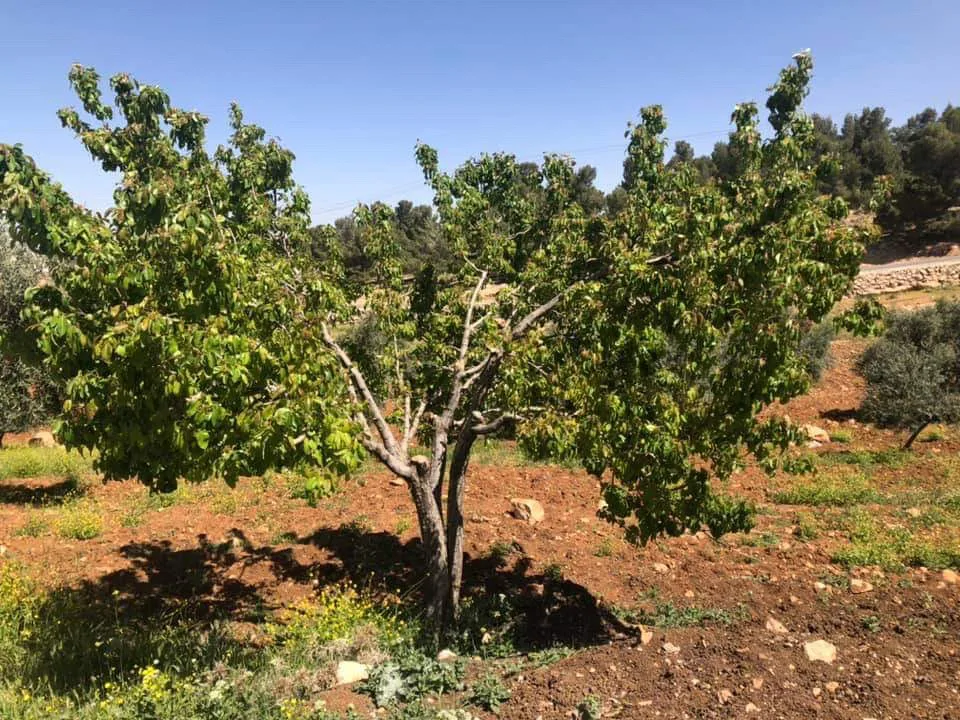 مزرعة مميزة مفروزة مخدومة على ٣ شوارع